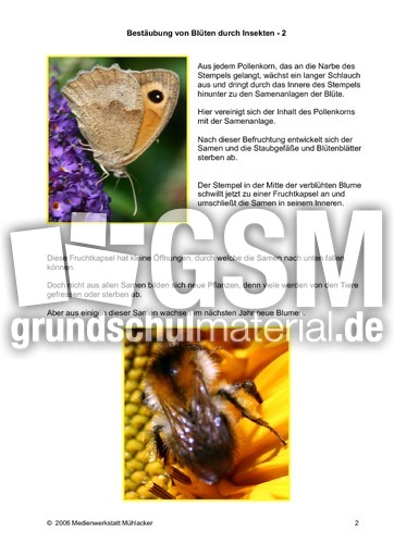 Bestaeubung-von-Blueten-durch-Insekten-2.pdf